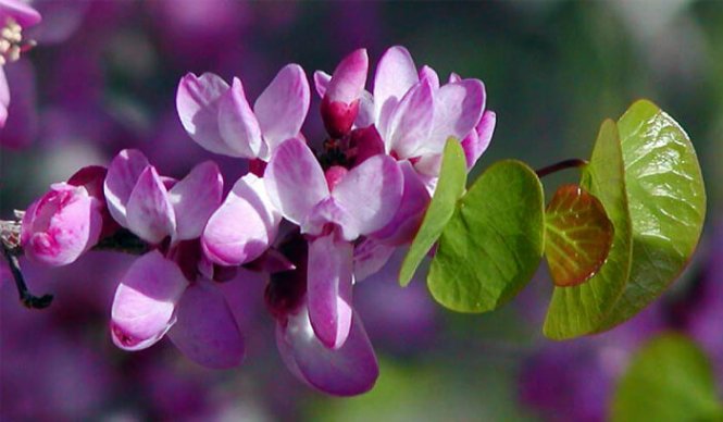 cercis-occidentalis-close-flowering