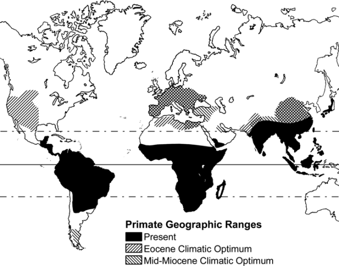 The-geographic-distribution-of-primates-today-compared-with-that-during-the-two-warmest